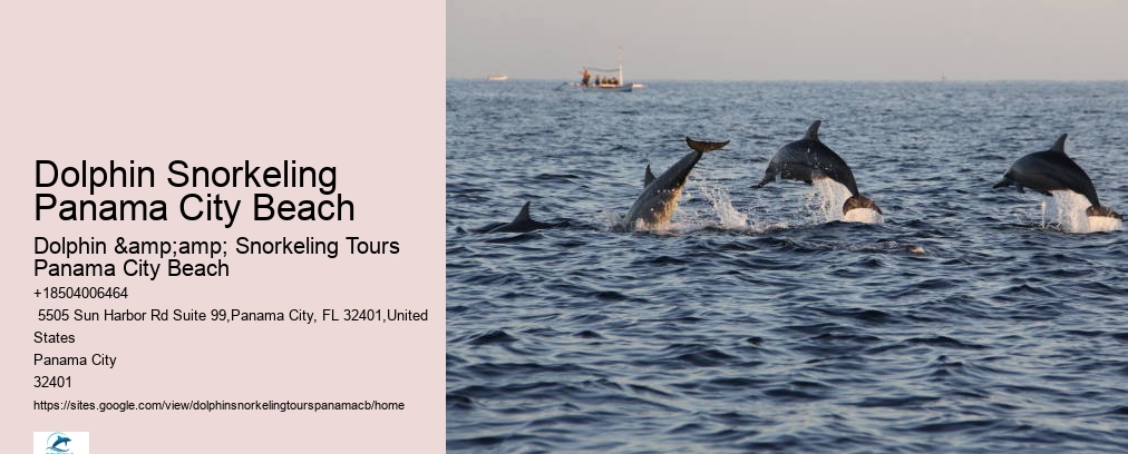 Shell Island Snorkel And Dolphin Catamaran Cruise