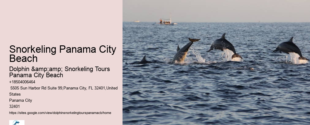Dolphin And Snorkel Tours Panama City Beach Florida