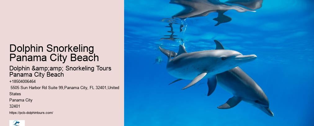 Shell Island Dolphin And Snorkeling Tour