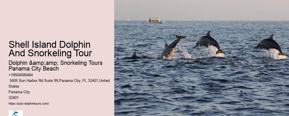Panama City Beach Shell Island Dolphin And Snorkel Cruise