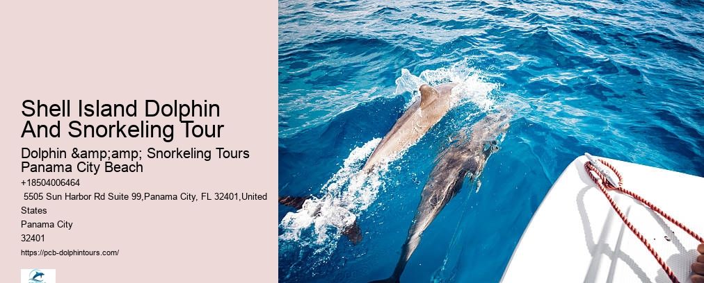Shell Island Dolphin And Snorkeling Tour