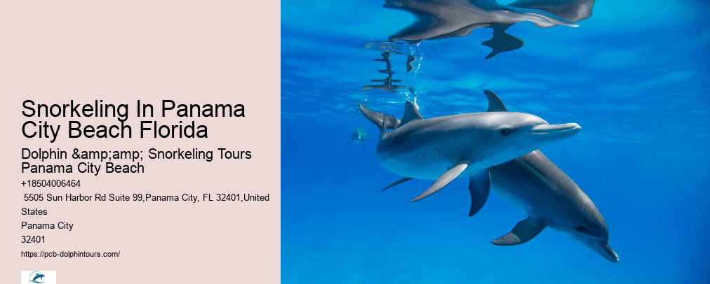 Panama City Beach Dolphin And Snorkeling Tours