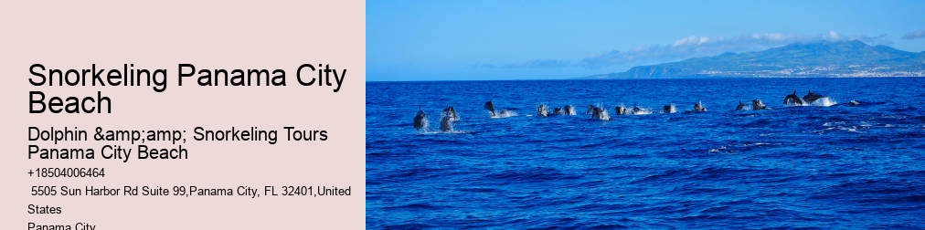 Dolphin And Snorkel Tours Panama City Beach