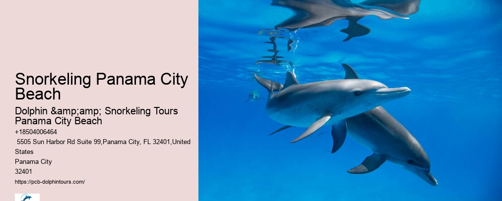 Shell Island Snorkel And Dolphin Catamaran Cruise