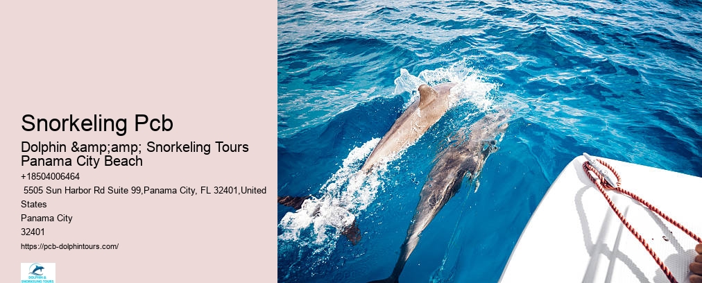 Dolphin And Snorkel Tours Panama City Beach Florida