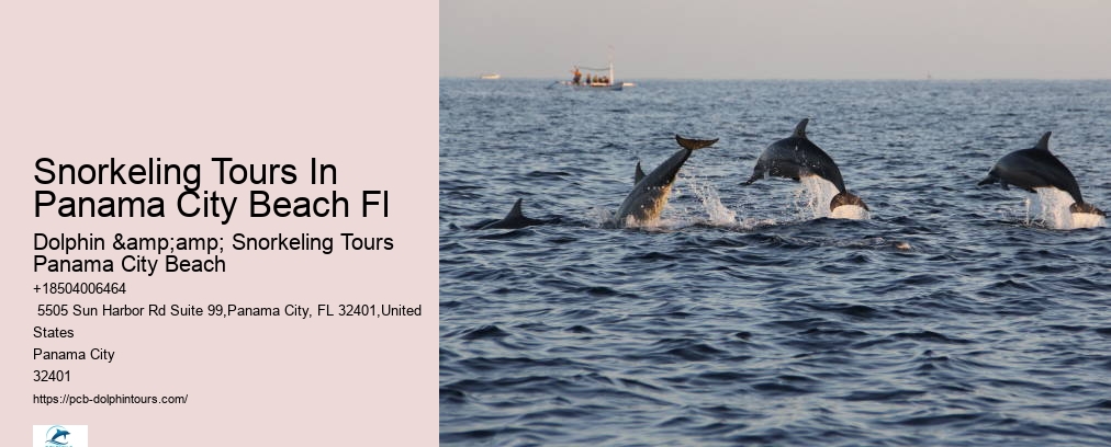 Shell Island Snorkel And Dolphin Catamaran Cruise