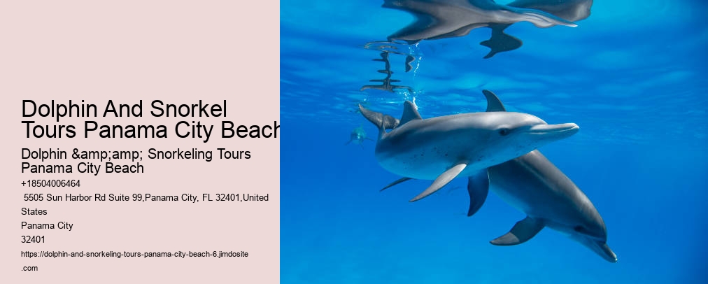 Dolphin And Snorkeling Tours Panama City Beach