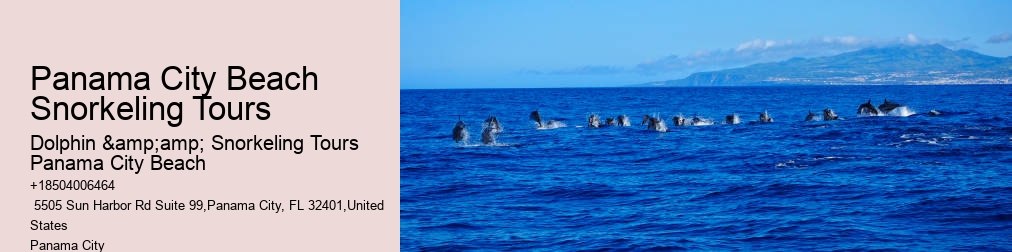 Shell Island Snorkel And Dolphin Catamaran Cruise