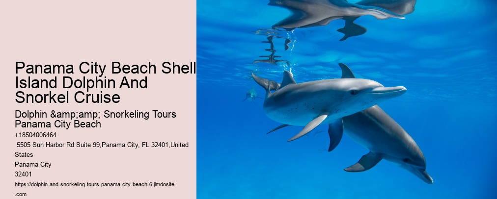Panama City Beach Shell Island Dolphin And Snorkel Cruise