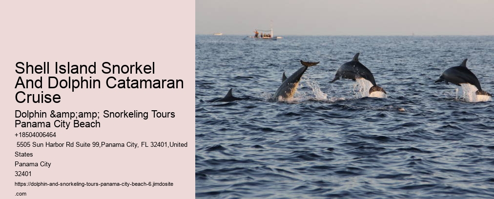 Dolphin And Snorkeling Tours Panama City Beach