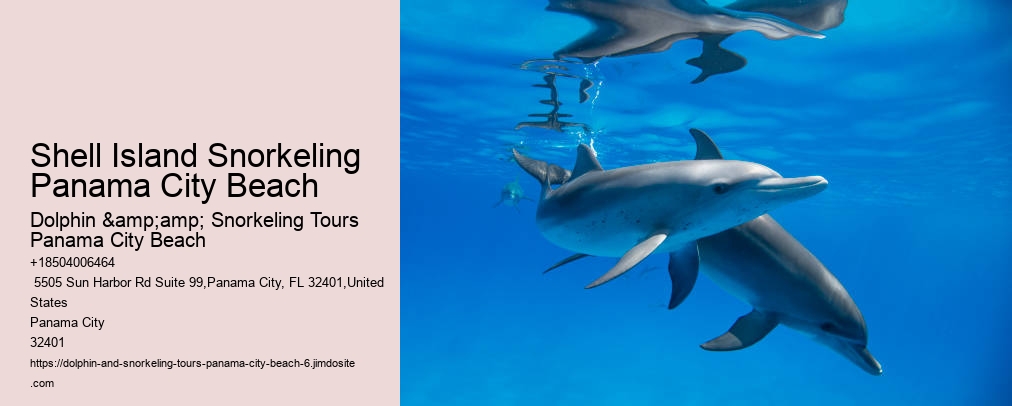 Panama City Beach Dolphin Tour With Snorkeling