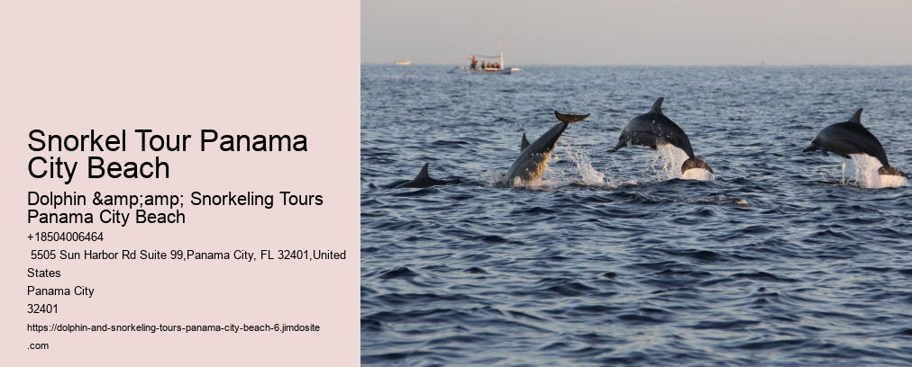 Panama City Beach Shell Island Dolphin And Snorkel Cruise