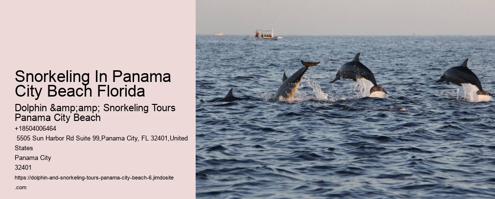 Panama City Beach Dolphin Tour With Snorkeling